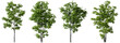 Trees decorate shapes set on transparent backgrounds 3d render png