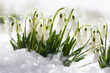 Blooming snowdrop flowers on the snow, selective focus blur. A beautiful card for the holiday in March.