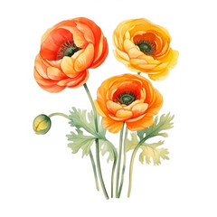 Wall Mural - Watercolor red and yellow ranunculus flowers isolated on white background