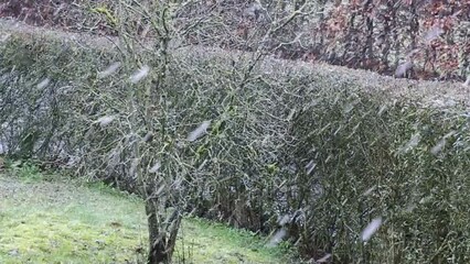 Wall Mural - snow storm in the winter garden.