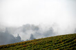 Golden rows of vines line up on a hill, green grass between rows, fog obscuring the background, in this scene in an Oregon vineyard.