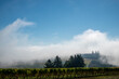 Looking across rows of vines in an Oregon vineyard, fog rising from below and swirling along the hill, behind the trees and over the vines, blue sky above, warm gold touching the vines with fall color