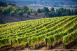 Parallel rows of lush green vines curve up a hill in front of a valley view of fields and hills in this view of an Oregon vineyard.