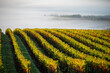 Golden rows of vines line up on a hill, green grass between rows, fog obscuring the background, in this scene in an Oregon vineyard.