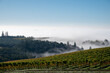 Looking across rows of vines in an Oregon vineyard, fog rising from below and swirling along the hill, behind the trees and over the vines, blue sky above, warm gold touching the vines with fall color
