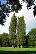 Alte Pappeln im Sonnenschein auf grünem Rasen im Herbst im Alsterpark am Harvestehuder Weg an der Außenalster im Stadtteil Harvestehude in der Hansestadt Hamburg