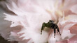 jumping spider on a flower, the wild nature
