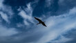 A stork flies across the sky, the wild nature