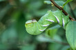 A giant green caterpillar eats before transforming