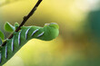 A giant green caterpillar eats before transforming