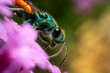 incredibly beautiful, multi-colored luster wasp, the wild nature