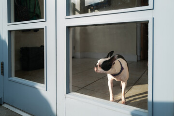 Canvas Print - Boston Terrier dog inside a house looking out of a window in a French door, patio door. The doors are shut.