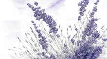Lavender Flowers In The Wind , Flower, Purple, Nature, Lavender, Plant, Flowers, Spring, Summer, Blue, Blossom, Garden, Pink, Beauty, Snow, Violet, Bloom, Flora, Winter, Isolated, Field, Floral, Herb,
