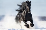 Fototapeta  - Black Horse Running Across Snow on a Snowy Meadow