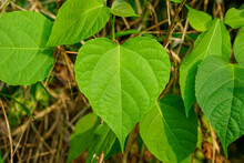 Gmelina Arborea Leaves,
Beautiful Heart Shaped Leaves
