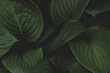 Dark green foliage background with copy space. Natural leaves, green tropical forest, background, hosta