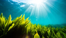 Seaweed And Natural Sunlight Underwater Seascape In The Ocean Landscape With Seaweeds Marine Sea Bottom Ai Photography