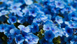 blue flower textures