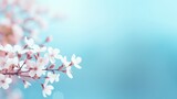 Fototapeta Desenie - Small white flowers on a toned on gentle soft blue and pink background outdoors close-up macro . Spring summer border template floral background. Light air delicate artistic image, free space