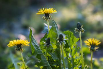 Wall Mural - Beautiful flowers of yellow dandelions in nature in warm summer or spring on meadow in sunlight, selective focuse, German nature.