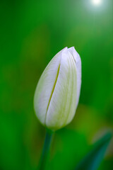 Wall Mural - white tulip closeup in the garden on blurred green background in spring.