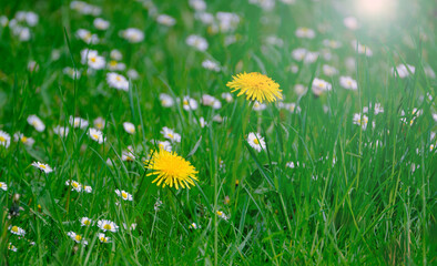 Wall Mural - Blooming yellow dandelion flowers or taraxacum officinale in green grass in spring.