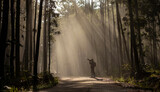 Photographer is taking photo while exploring in the pine forest for with strong ray of sun light inside the misty pine forest for photography and silhouette image