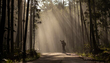 Photographer Is Taking Photo While Exploring In The Pine Forest For With Strong Ray Of Sun Light Inside The Misty Pine Forest For Photography And Silhouette Image