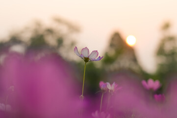 Wall Mural - White cosmos flower in the garden with sunset time