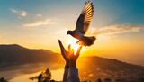 Fototapeta Zwierzęta - Silhouette pigeon return coming to hands in air vibrant sunlight sunset sunrise background. Freedom making merit concept. Nature animal people hope pray holy faith. International Day of Peace theme