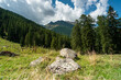View of the Alps in summer. Panorama of Alps in Italt. sunny afternoon. . grassy field and high mountains. rural scenery