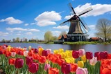 Fototapeta Tulipany - Colorful tulips and windmill in Holland. Spring landscape, Landscape with tulips in Zaanse Schans, Netherlands, Europe, AI Generated