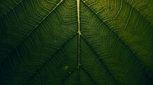 Star Gooseberry Leaf Texture Macro Background