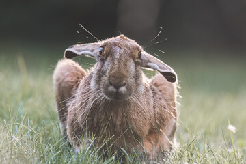 Hare in the meadow with green grass on a sunny day