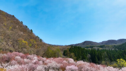 Poster - 桜の咲く庭園の絶景　空撮