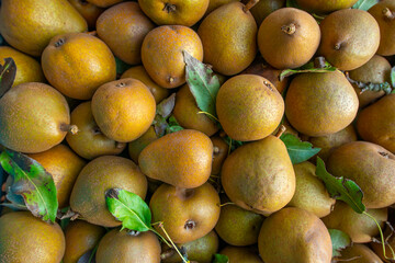 Wall Mural - Fresh sweet organic pears with leaves in box  - autumn harvest fruits