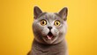 © Twinny B Studio - Gray British Shorthair cat's mouth agape, exaggerated wide-eyed surprise on adorable face pops against yellow background