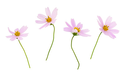 Wall Mural - set of pink cosmos flowers isolated on white or transparent background