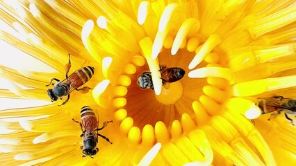 Wall Mural - bee on flower