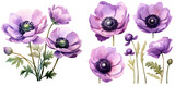 Purple anemone flower illustration clipart. Generative AI.