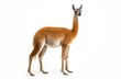 A majestic brown and white Guanaco posing against a pristine white backdrop created with Generative AI technology