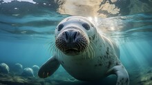 Seal Swimming Underwater In The Ocean. 3d Render Illustration.