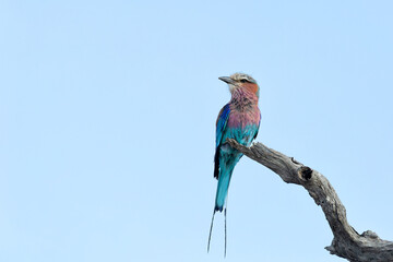 Wall Mural - Lilac-breasted roller (Coracias caudatus)vsitting on a branch in Kruger National Park - South Africa