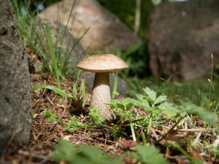 The boletus mushroom grows among green moss in a clearing in the forest. Edible healthy mushroom in the forest in summer. Vegetarian food in natural conditions.