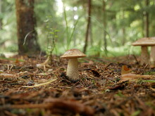 The Boletus Mushroom Grows Among Green Moss In A Clearing In The Forest. Edible Healthy Mushroom In The Forest In Summer. Vegetarian Food In Natural Conditions.