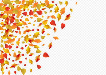 Wall Mural - Golden Foliage Vector Transparent Background.