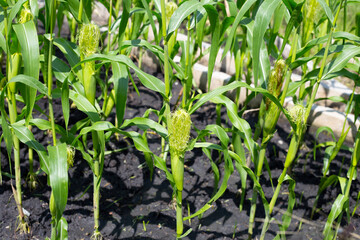 Sticker - Baby corn fruit on tree. Corn field