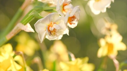 Sticker - Daffodils, Narcissus, white Daffodil flowers in spring garden blooming, Easter background, bouquet. Beautiful Spring Easter daffodils growing, beauty flower. Slow motion 