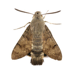 Hummingbird hawk-moth (Macroglossum stellatarum) isolated on white, top view
