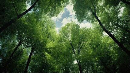 Aufkleber - Forest, lush foliage, tall trees at spring or early summer - photographed from below